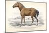 Tarpan, 1830-William Home Lizars-Mounted Giclee Print