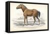 Tarpan, 1830-William Home Lizars-Framed Stretched Canvas