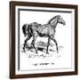 Tarpan, 1850-null-Framed Giclee Print