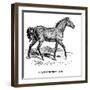 Tarpan, 1850-null-Framed Giclee Print