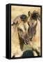 Tarpan Wild Horses-null-Framed Stretched Canvas