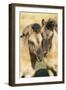 Tarpan Wild Horses-null-Framed Photographic Print