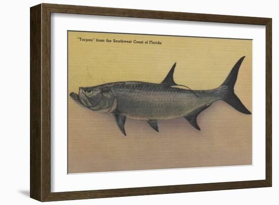 Tarpon Fish from SW Coast of Florida - Florida-Lantern Press-Framed Art Print