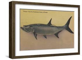 Tarpon Fish from SW Coast of Florida - Florida-Lantern Press-Framed Art Print