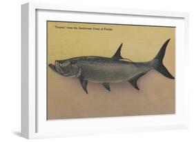 Tarpon Fish from SW Coast of Florida - Florida-Lantern Press-Framed Art Print