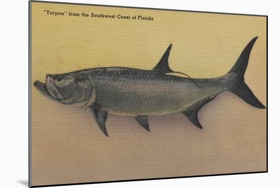 Tarpon Fish from SW Coast of Florida - Florida-Lantern Press-Mounted Art Print