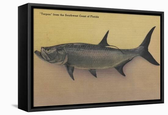 Tarpon Fish from SW Coast of Florida - Florida-Lantern Press-Framed Stretched Canvas