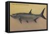 Tarpon Fish from SW Coast of Florida - Florida-Lantern Press-Framed Stretched Canvas