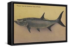 Tarpon Fish from SW Coast of Florida - Florida-Lantern Press-Framed Stretched Canvas