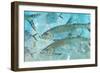 Tarpon Lagoon-Jim Roberts-Framed Art Print