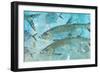 Tarpon Lagoon-Jim Roberts-Framed Art Print