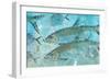 Tarpon Lagoon-Jim Roberts-Framed Art Print