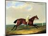 'tarrare' Ridden by George Nelson-John Frederick Herring I-Mounted Premium Giclee Print
