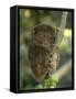 Tarsier Fraterculus, the Smallest Living Primate, Tarsier Sanctuary, Philippines-null-Framed Stretched Canvas