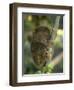 Tarsier Fraterculus, the Smallest Living Primate, Tarsier Sanctuary, Philippines-null-Framed Premium Photographic Print