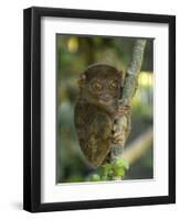 Tarsier Fraterculus, the Smallest Living Primate, Tarsier Sanctuary, Philippines-null-Framed Premium Photographic Print