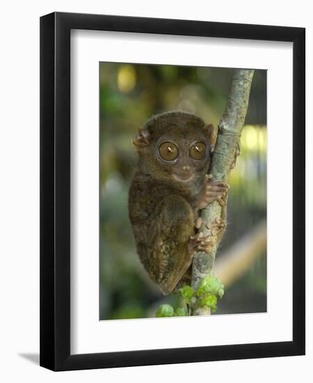 Tarsier Fraterculus, the Smallest Living Primate, Tarsier Sanctuary, Philippines-null-Framed Premium Photographic Print