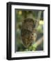Tarsier Fraterculus, the Smallest Living Primate, Tarsier Sanctuary, Philippines-null-Framed Premium Photographic Print
