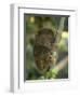 Tarsier Fraterculus, the Smallest Living Primate, Tarsier Sanctuary, Philippines-null-Framed Premium Photographic Print