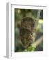 Tarsier Fraterculus, the Smallest Living Primate, Tarsier Sanctuary, Philippines-null-Framed Photographic Print