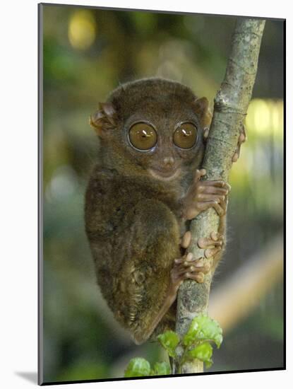 Tarsier Fraterculus, the Smallest Living Primate, Tarsier Sanctuary, Philippines-null-Mounted Photographic Print