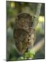 Tarsier Fraterculus, the Smallest Living Primate, Tarsier Sanctuary, Philippines-null-Mounted Photographic Print