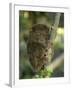 Tarsier Fraterculus, the Smallest Living Primate, Tarsier Sanctuary, Philippines-null-Framed Photographic Print