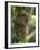 Tarsier Fraterculus, the Smallest Living Primate, Tarsier Sanctuary, Philippines-null-Framed Photographic Print