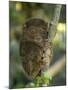 Tarsier Fraterculus, the Smallest Living Primate, Tarsier Sanctuary, Philippines-null-Mounted Photographic Print