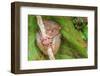 Tarsier in Cebu, Philippines- Tarsius Syrichta-outcast85-Framed Photographic Print