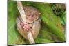 Tarsier in Cebu, Philippines- Tarsius Syrichta-outcast85-Mounted Photographic Print