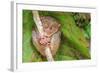 Tarsier in Cebu, Philippines- Tarsius Syrichta-outcast85-Framed Photographic Print