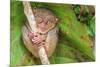 Tarsier in Cebu, Philippines- Tarsius Syrichta-outcast85-Mounted Photographic Print