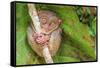 Tarsier in Cebu, Philippines- Tarsius Syrichta-outcast85-Framed Stretched Canvas