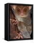 Tarsier, Philippines-Art Wolfe-Framed Stretched Canvas