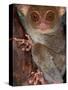 Tarsier, Philippines-Art Wolfe-Stretched Canvas