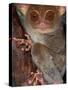 Tarsier, Philippines-Art Wolfe-Stretched Canvas