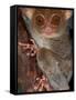 Tarsier, Philippines-Art Wolfe-Framed Stretched Canvas