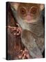 Tarsier, Philippines-Art Wolfe-Stretched Canvas