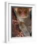 Tarsier, Philippines-Art Wolfe-Framed Photographic Print