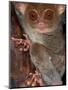 Tarsier, Philippines-Art Wolfe-Mounted Photographic Print