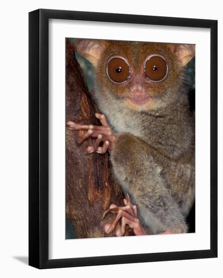 Tarsier, Philippines-Art Wolfe-Framed Photographic Print