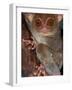 Tarsier, Philippines-Art Wolfe-Framed Photographic Print