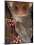 Tarsier, Philippines-Art Wolfe-Mounted Photographic Print