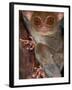 Tarsier, Philippines-Art Wolfe-Framed Photographic Print