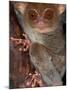 Tarsier, Philippines-Art Wolfe-Mounted Photographic Print