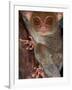 Tarsier, Philippines-Art Wolfe-Framed Photographic Print