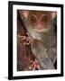 Tarsier, Philippines-Art Wolfe-Framed Photographic Print