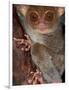 Tarsier, Philippines-Art Wolfe-Framed Photographic Print