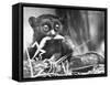 Tarsiers an Animal Native to Indonesia and Philippines Eating a Lizard Alive-Sam Shere-Framed Stretched Canvas